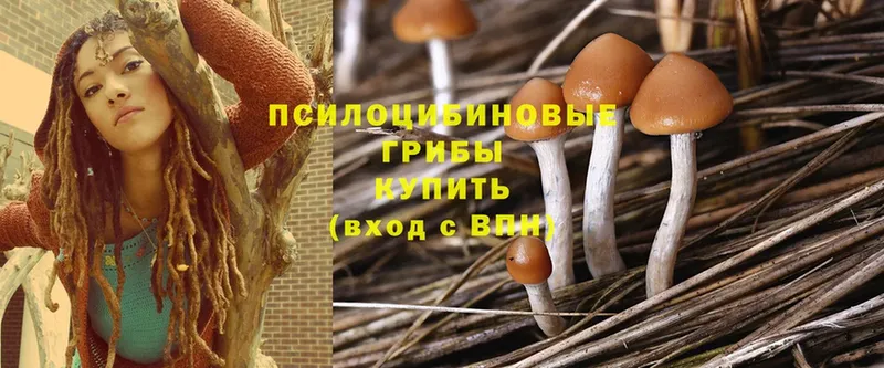 где купить наркоту  Шумерля  Галлюциногенные грибы MAGIC MUSHROOMS 